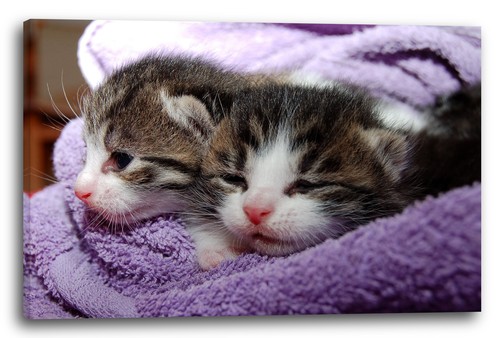 Wandbild katzenbabies - wandbild,