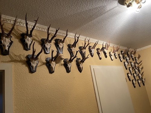 Jagdtrophäe afrika - jagdtrophäe,
