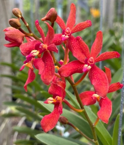 Orchidee renantanda - orchidee,