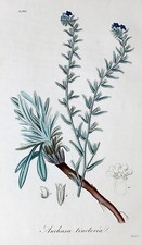 Anchusa Tinctoria Ochsenzunge