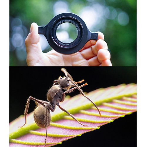 Macro insect photography micro - macro,