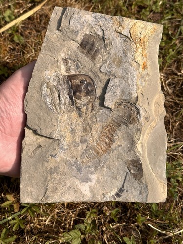 Seeskorpione eurypterus silur - seeskorpione,