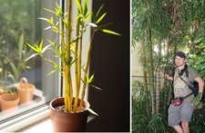 Bambus-Set Gold + Riesenbambus für die Wohnung drinnen Zimmerpflanzen gross