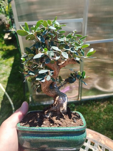 Bonsai olea europaea - olea,