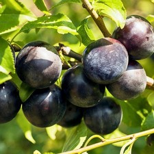 Japanischer Pflaumenbaum Black Amber - Winterhart Obstbaum Pflanze 80cm / 140cm