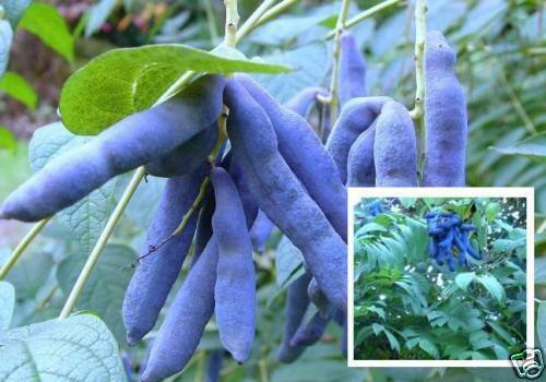 Winterharte blaugurke pflanze - winterharte,
