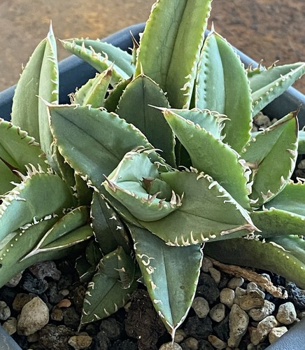 Agave titanota tiger shark