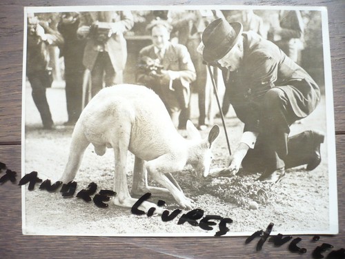 Originalfoto 1947 winston - 1947,