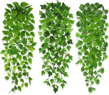 Efeu Hängepflanze