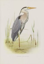  Graureiher oder Fischreiher (Ardea cinerea) Farbdruck 1958 Ornithologie
