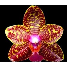Fragrant phalaenopsis sogo - fragrant,