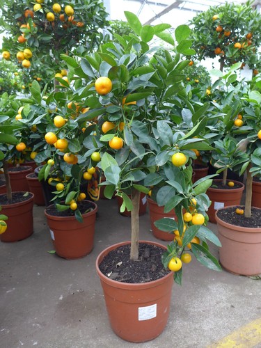Calamondin citrus 80 - ,
