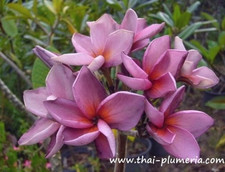 Frangipani Plumeria - Purple Jack - frisch aus Thailand eingetroffen -