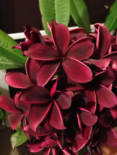 Sale1632 Plumeria Darknight