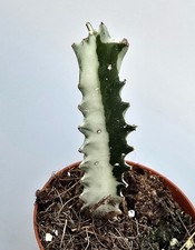 Euphorbia Trigona Ghost Kaktus