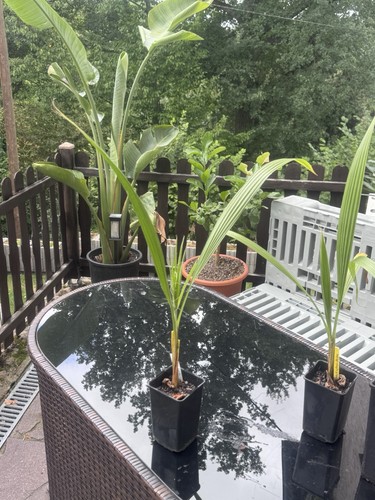 Washingtonia filifera setzling - washingtonia,