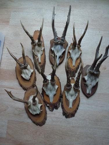 Rehbock gehörn geweih - rehbock,