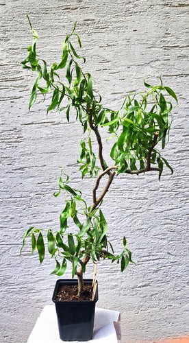 Bonsai korkenzieherweide - korkenzieherweide,