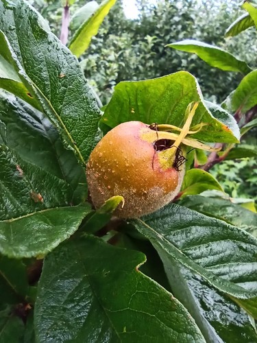 Mispel nottingham mespilus - mispel,
