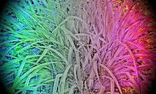 POSTER XXL POP ART NATUR