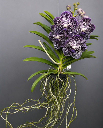 Vanda sunanda jeff - sunanda,