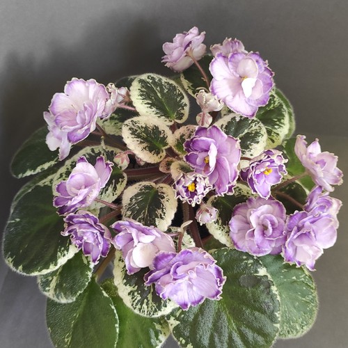 African violet saintpaulia - african, /