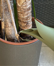 Aloe Gießkanne Deko 3D-Druck