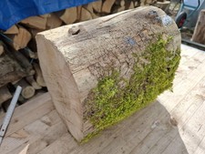 DEKO Baumstamm AKAZIE TROCKEN