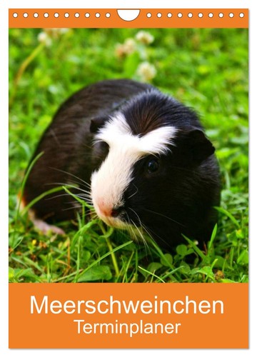 Meerschweinchen terminplaner - meerschweinchen,