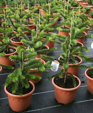 Andentanne Araucaria araucana Chilenische Schmucktanne 25 - 30 cm im Container