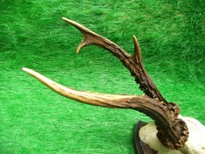 abnormer Rehbock Rehgeweih