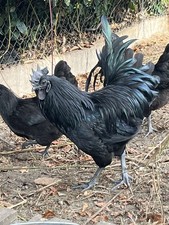 10x Bruteier Dongxiang in Schwarz Gute Qualität