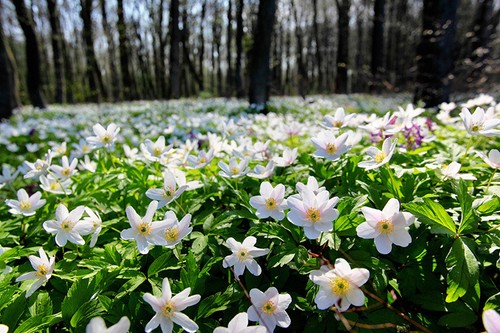 Wald anemonen anemone - wald-anemonen, nemorosa