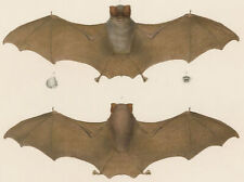 FLEDERMAUS - Phyllorhina caffra, Tiere Afrika - Wilhelm Peters - Stahlstich 1870