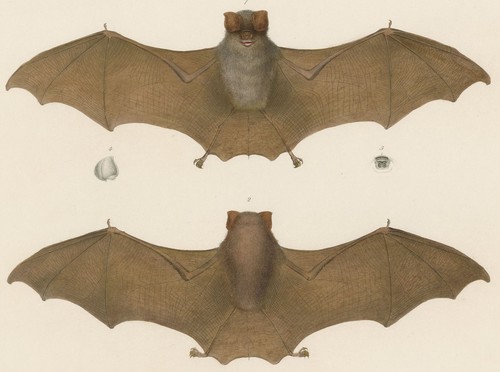 Fledermaus phyllorhina - -,