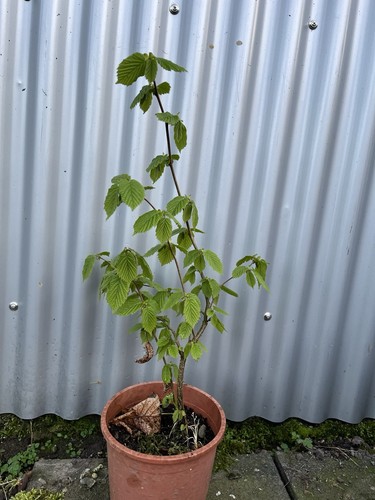 Gemeine hasel corylus - hasel, avellana