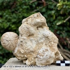 Fossil Echinoid Clypeus Jura
