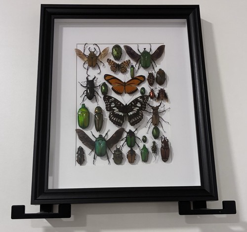 Insektenpräparate sammlung - sammlung, im