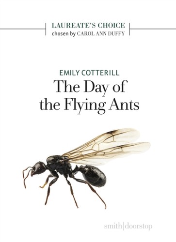 The day flying ants - of,