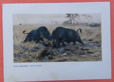 Kaffernbüffel RIVALEN Büffel