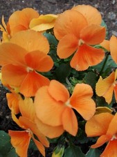 Hornveilchen * Viola cornuta *