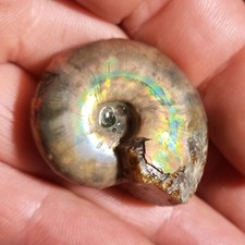 Original Perlmuttschale