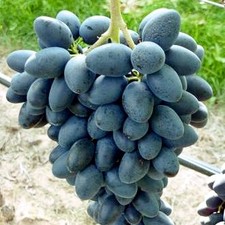 Traube blau Georg