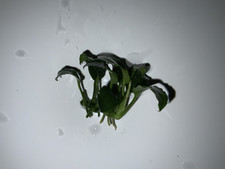 1 Stück Anubias Barteri var. nana 'Petite' - Robust, Einfach und sehr Beliebt!