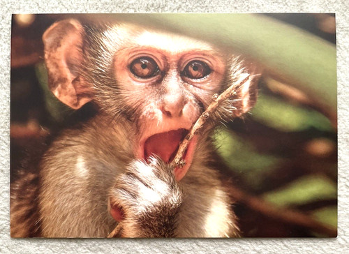 Postkarte meerkatze affe - ak,