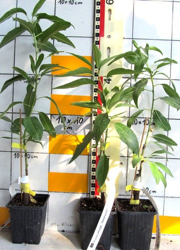 Prunus dulcis keilmandel - dulcis, "keilmandel"