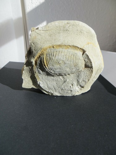 Ammonite fossile versteinerung - ammonite,