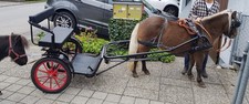 Sulky Shetty Kutsche