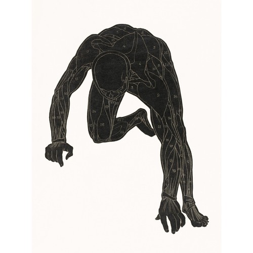 Anatomische studie von reijer - anatomische,