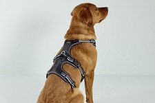 Sicherheitsgeschirr Active Pro